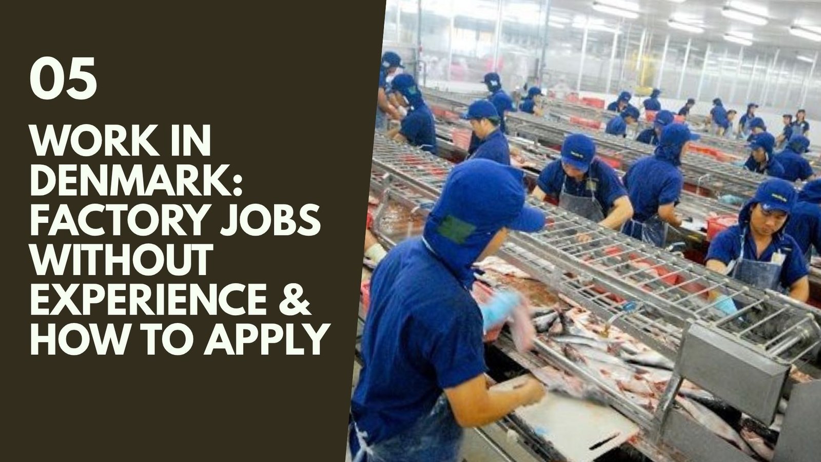 Work in Denmark: Factory Jobs Without Experience & How to Apply